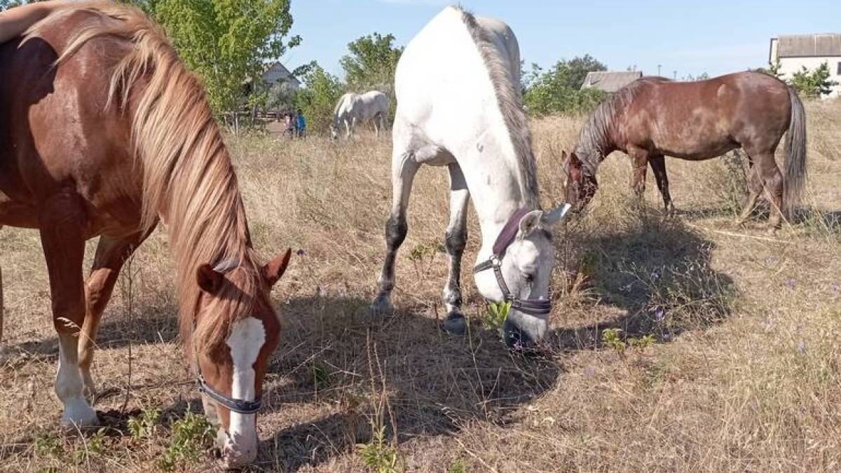 Як жінки на Запорожжі рятують коней