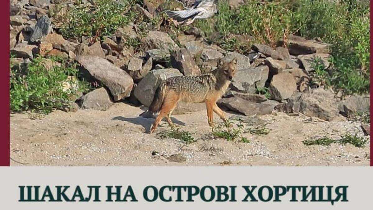 У Запоріжжі вперше сфотографували шакала на Хортиці