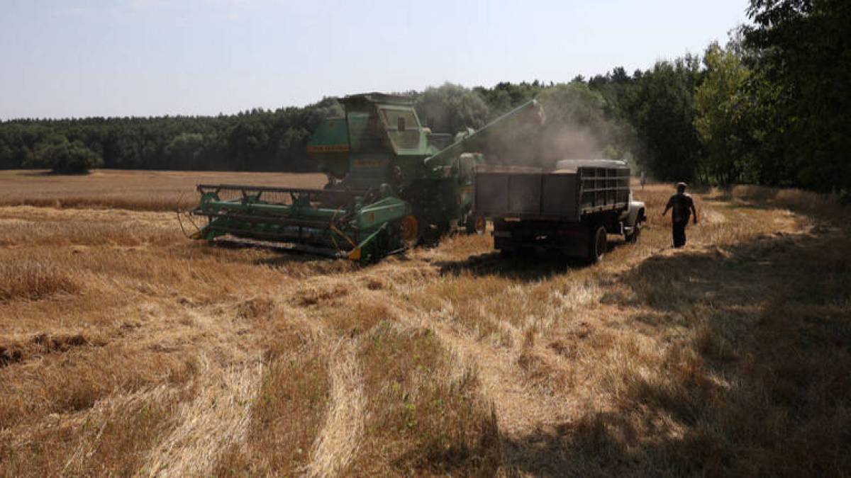 Украинские аграрии уже собрали около 20 миллионов тонн зерна