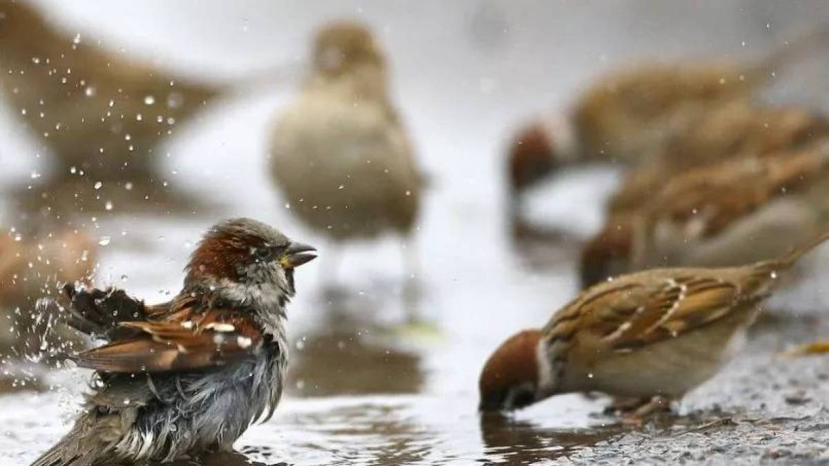 Чому голуби вижили горобців у містах, знають орнітологи