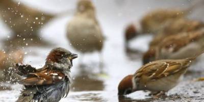 Чому голуби вижили горобців у містах, знають орнітологи
