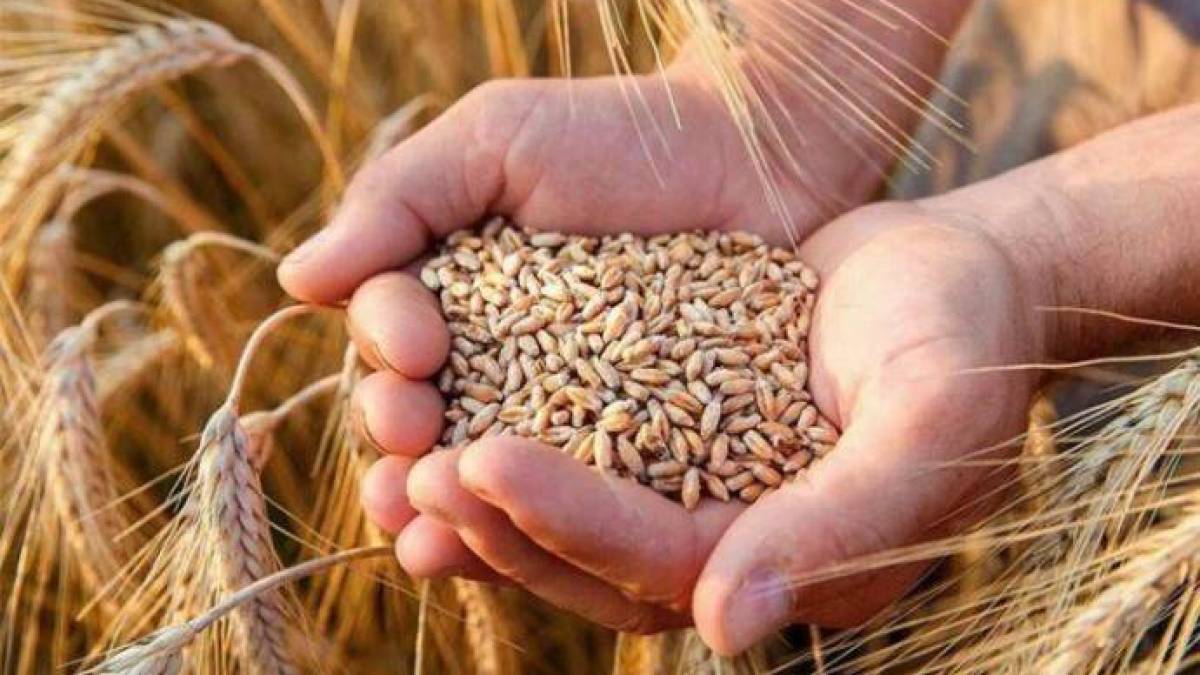 Українські аграрії вже зібрали майже 25 мільйонів тонн зерна