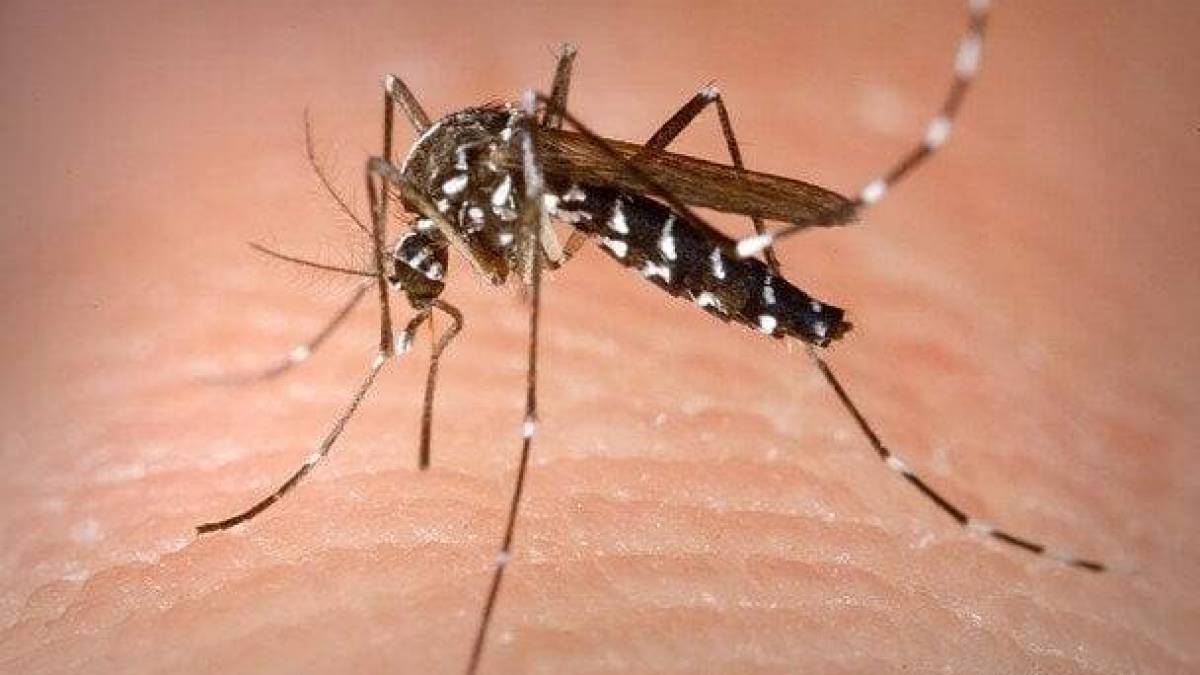 Небезпечний вид комарів з’явився в Україні: Цей кровопивця може вкласти на лікарняне ліжко.
