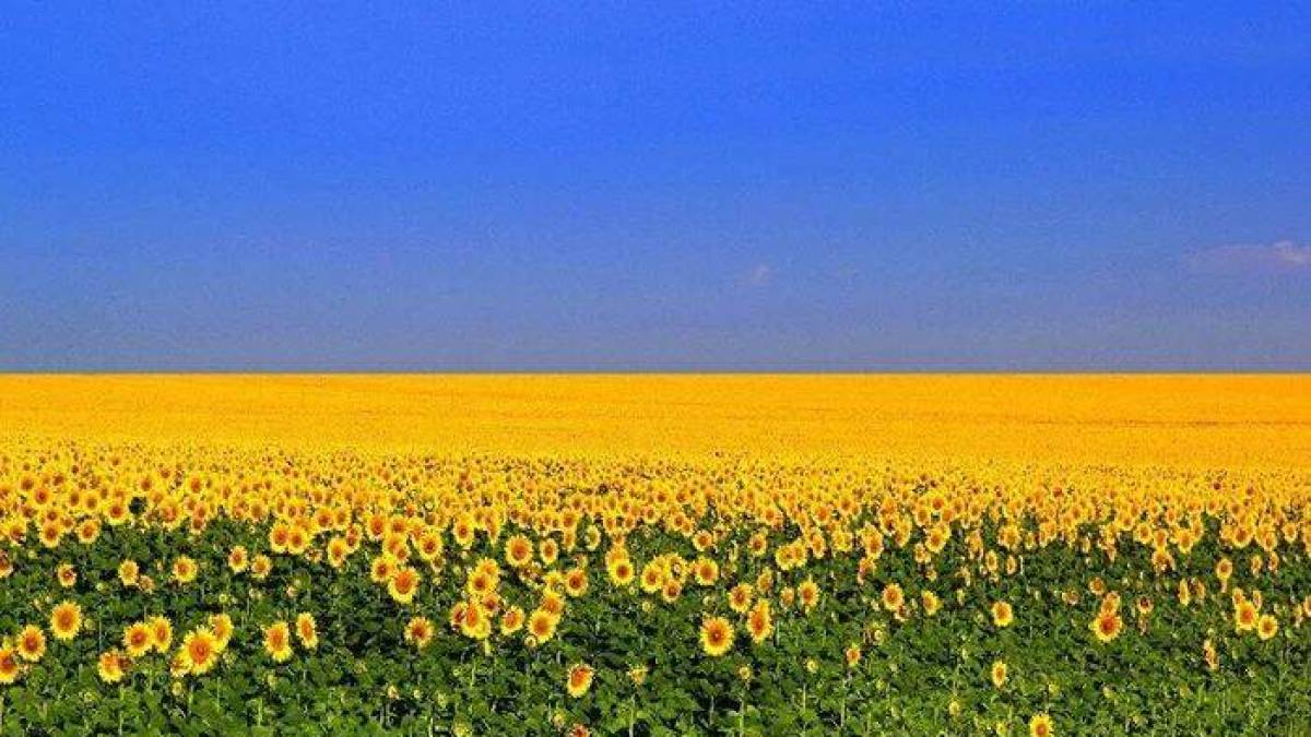 Що у бібліотеках Запоріжжя в неділю, 24 серпня?