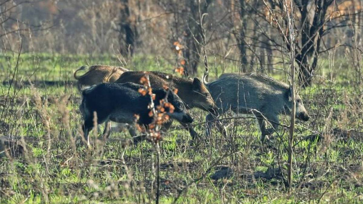 Дослідник природи Юрій Батаєв опублікував фото “колективу, на зустріч з яким чекав майже шість років”