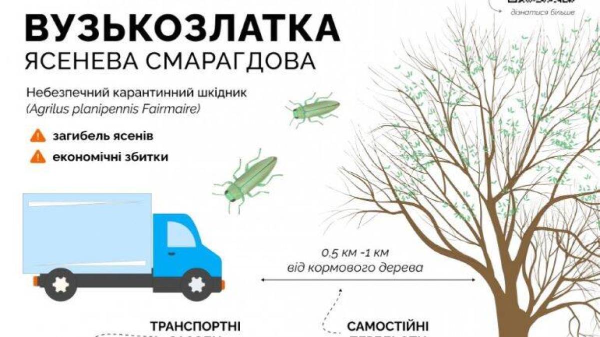 Запоріжців попередили про можливість поширення небезпечного шкідника