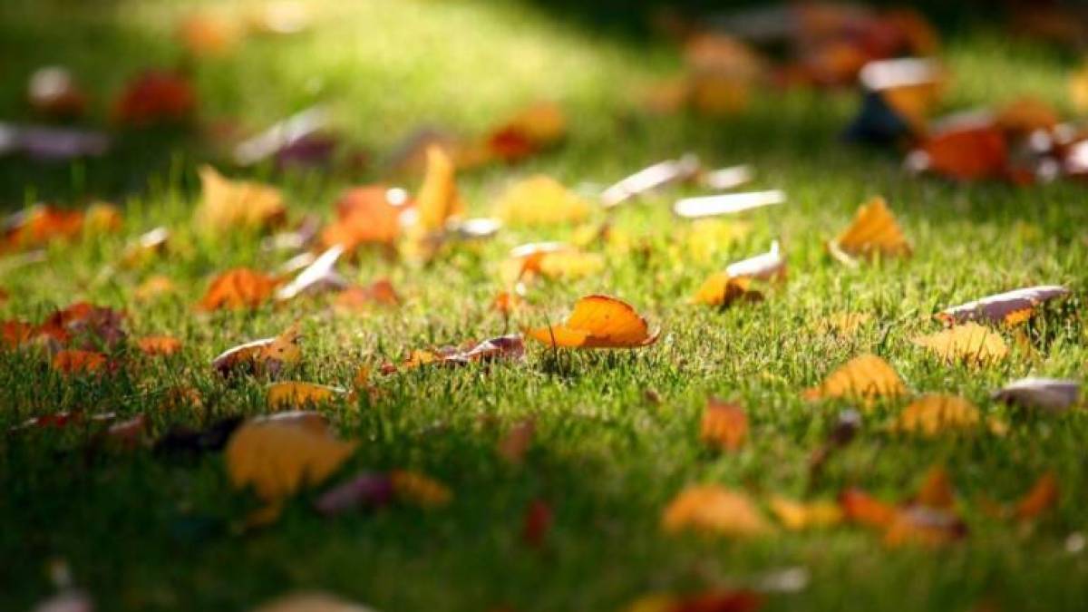 Сьогодні в Україні до +32°, на заході можливі короткочасні дощі
