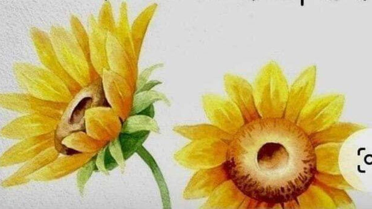 Запоріжців запрошують намалювати Квітку Сонця