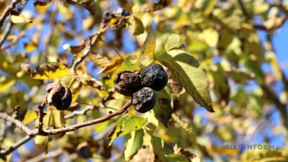 Сьогодні Україну прогріє до +27°, дощі та грози –  на Заході країни