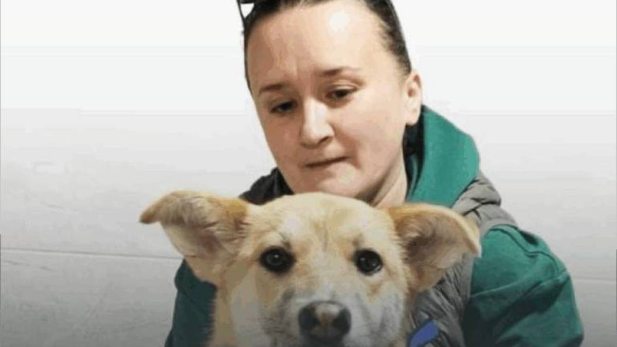 Як у Запоріжжі працює благодійна ветклініка