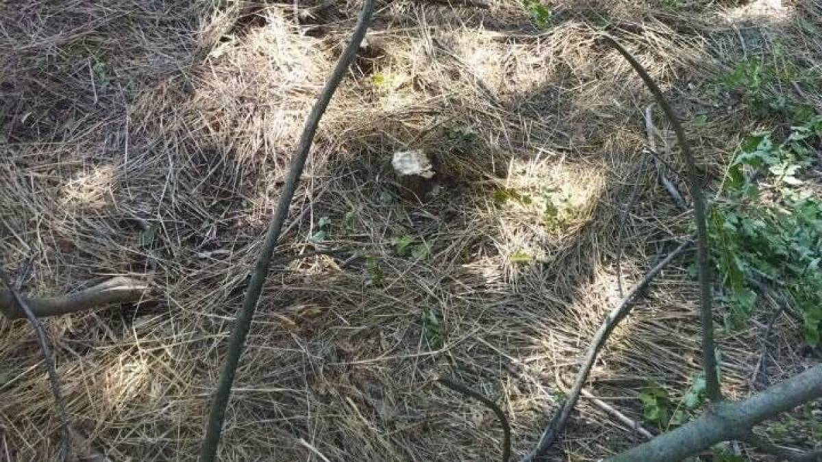 Екологічний контроль: порушення поблизу села Зеленопілля