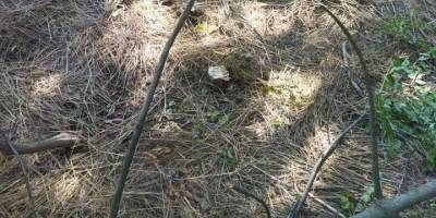 Екологічний контроль: порушення поблизу села Зеленопілля