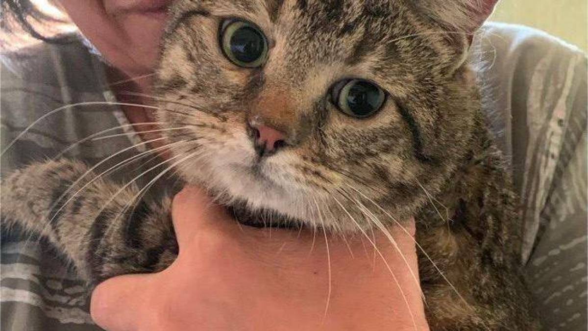 У Запоріжжі врятували кота Сеню, який під час обстрілу застряг у вентиляційній шахті