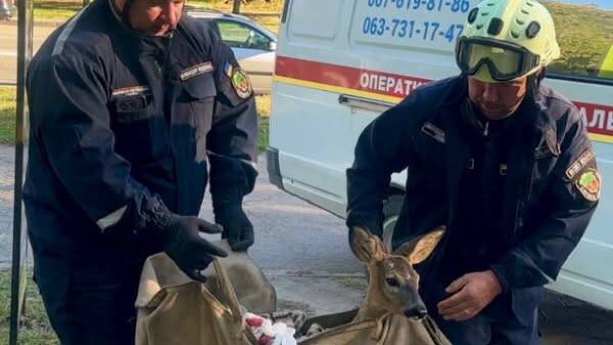 Запоріжці допомогли косулі, в якої була травмована лапка
