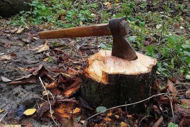 На Запоріжжі відшкодували збитки від незаконної порубки дерев на суму 27 тис. грн
