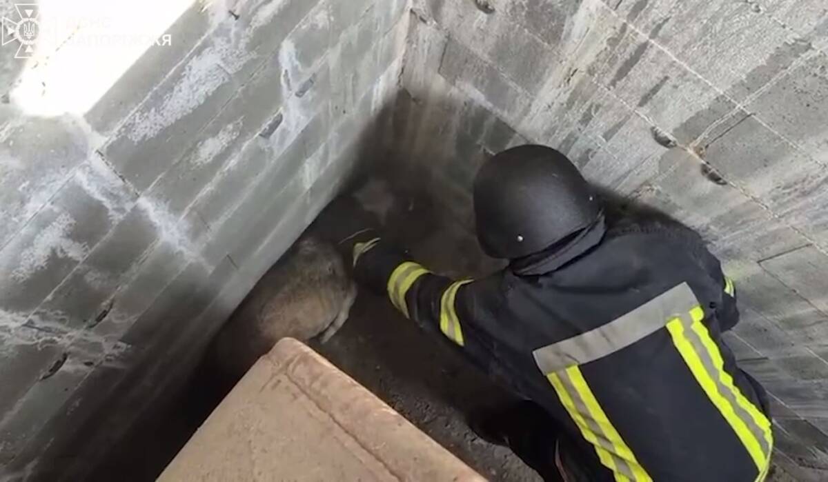 Запорізькі надзвичайники врятували собаку