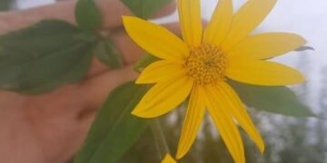 На добру погоду натякає пишний цвіт топінамбура