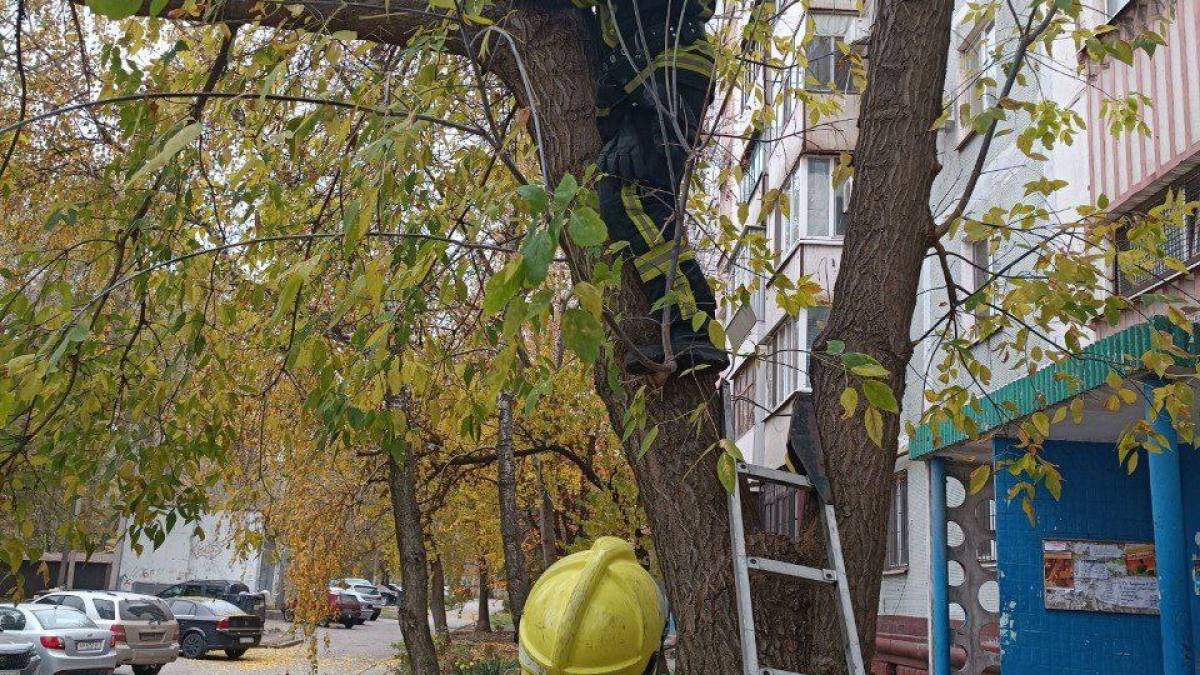 Надзвичайники врятували кота
