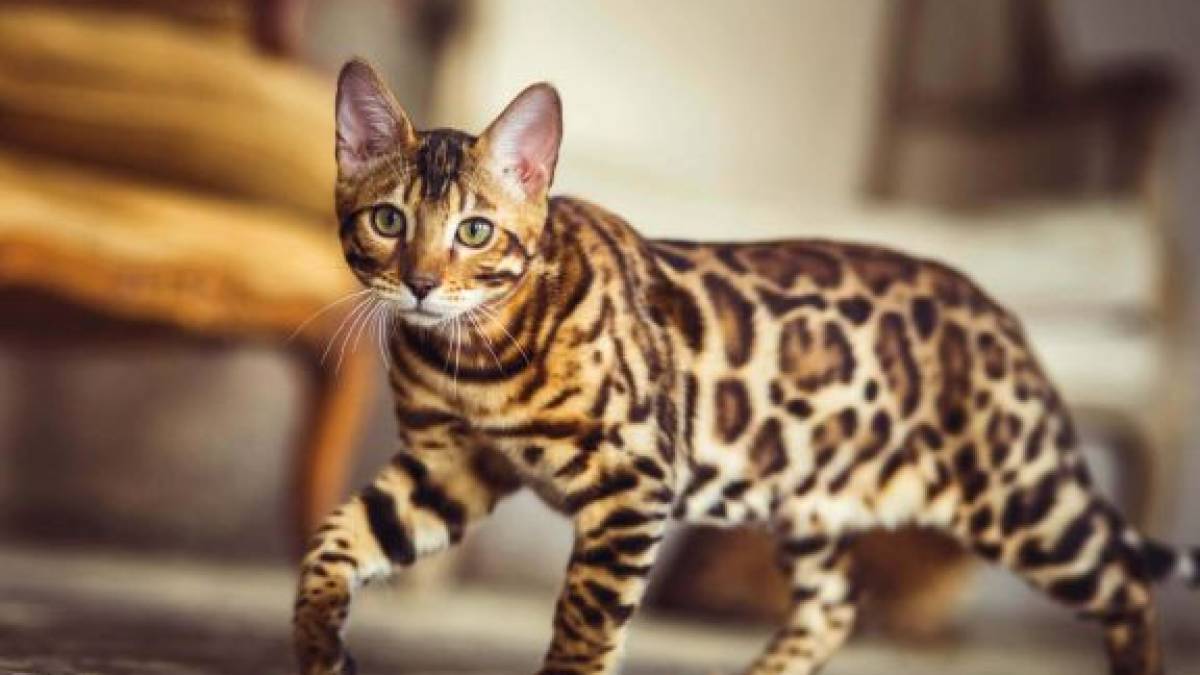 Жителька Запоріжжя хотіла купити породисте кошеня і втратила гроші