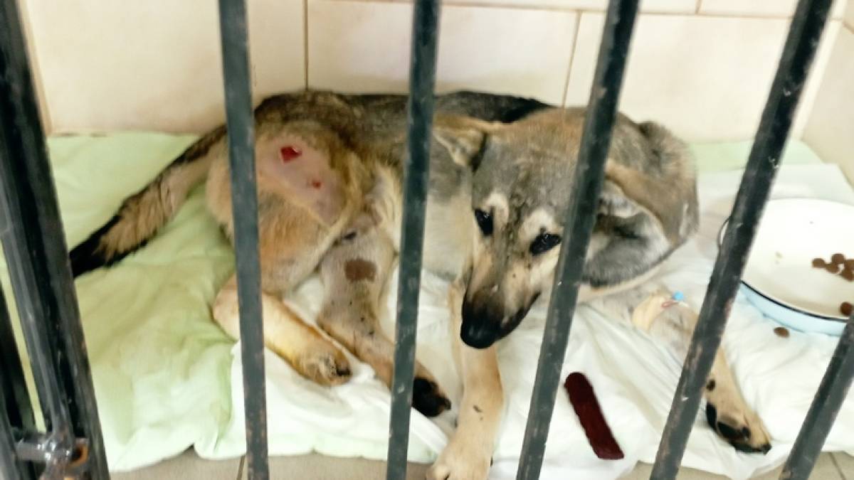 «Шанс» на порятунок тварин, уражених війною
