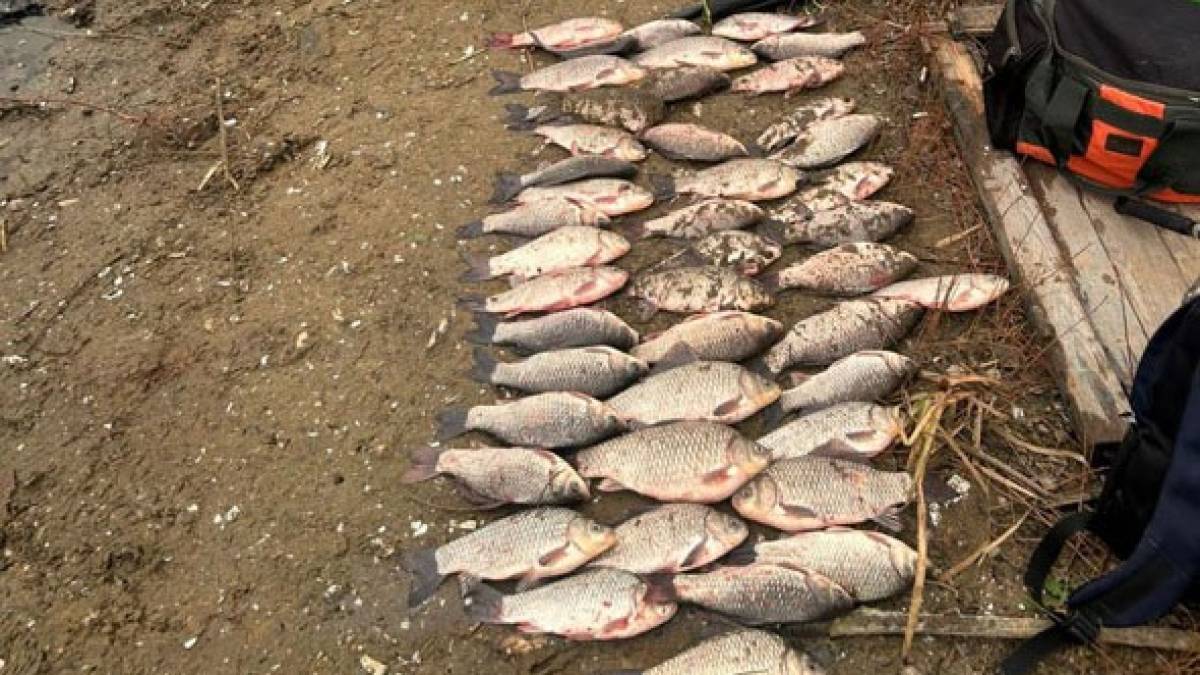 У Запоріжжі на “гарячому” затримали чергового рибалку-браконьєра