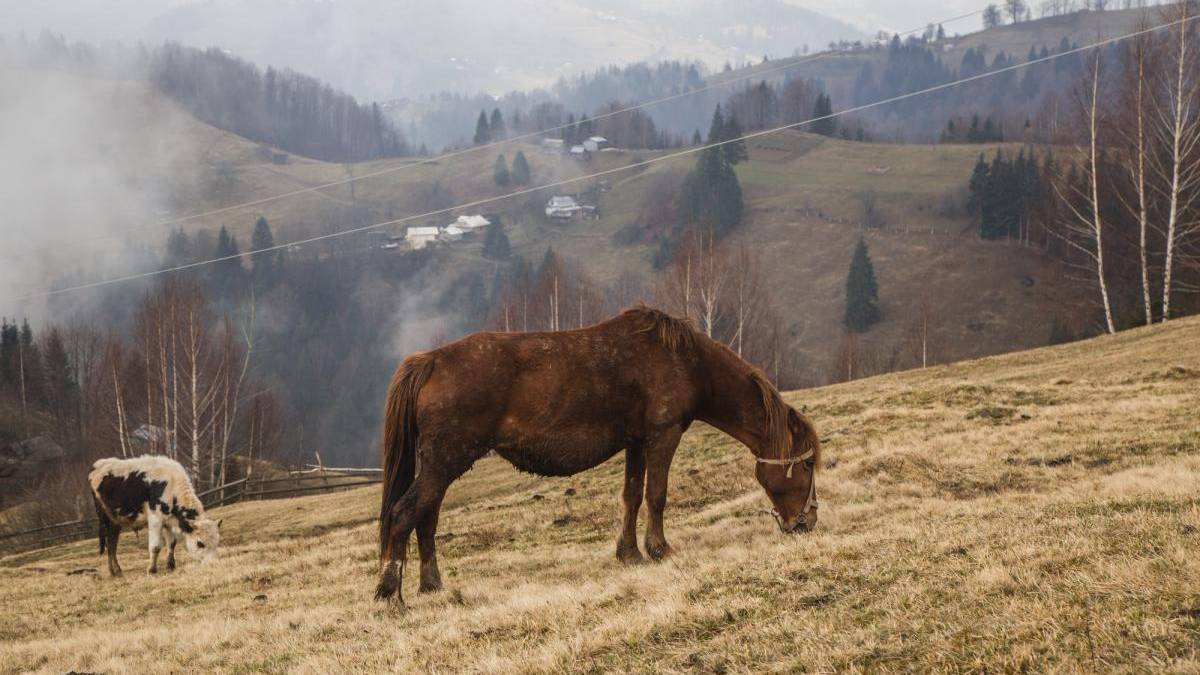 Сьогодні в Україні очікується невеликий дощ, вдень до +12°