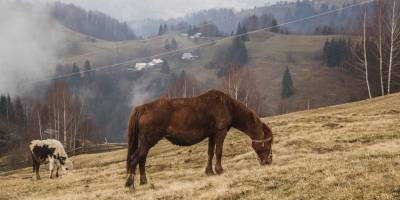 Сьогодні в Україні очікується невеликий дощ, вдень до +12°