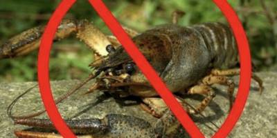 З 1 грудня  стартує заборона на вилов раків