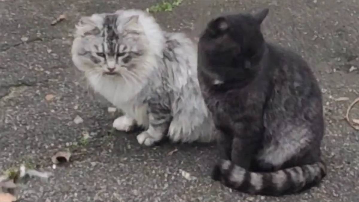 Цікаві зустрічі на алеях запорізького парку Дубовий гай (відео)