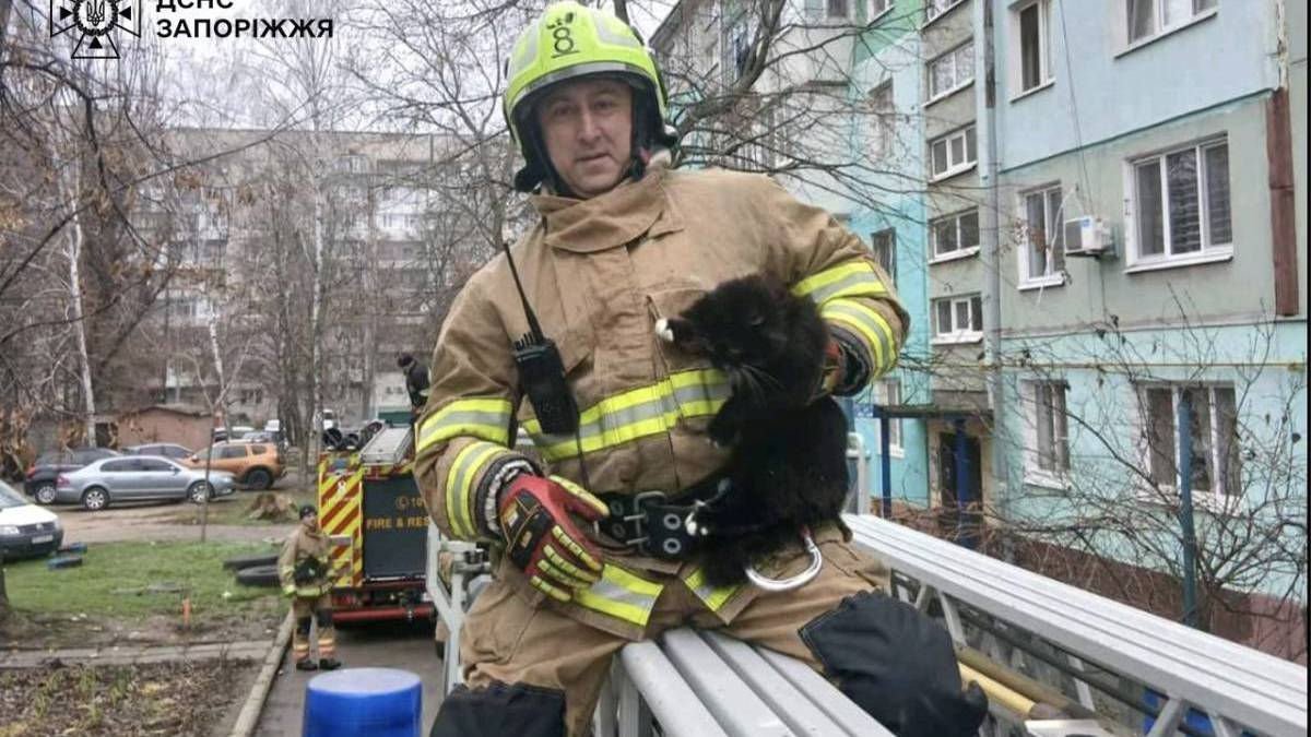 У Запоріжжі рятувальники зняли з дерева кота, який застряг на висоті п’ятого поверху