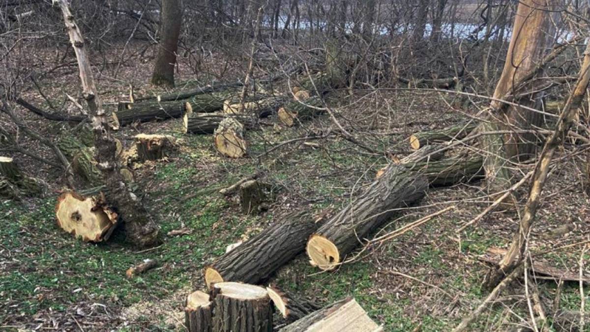 Запоріжжя: протидія незаконній вирубці лісів