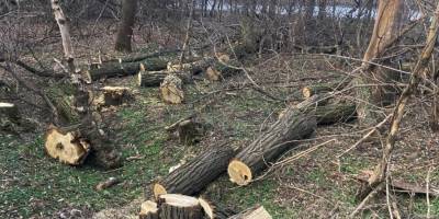 Запоріжжя: протидія незаконній вирубці лісів