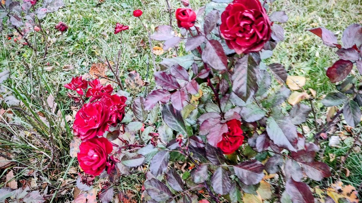 Якою буде погода на вихідні у Запоріжжі та області: детальний прогноз синоптиків