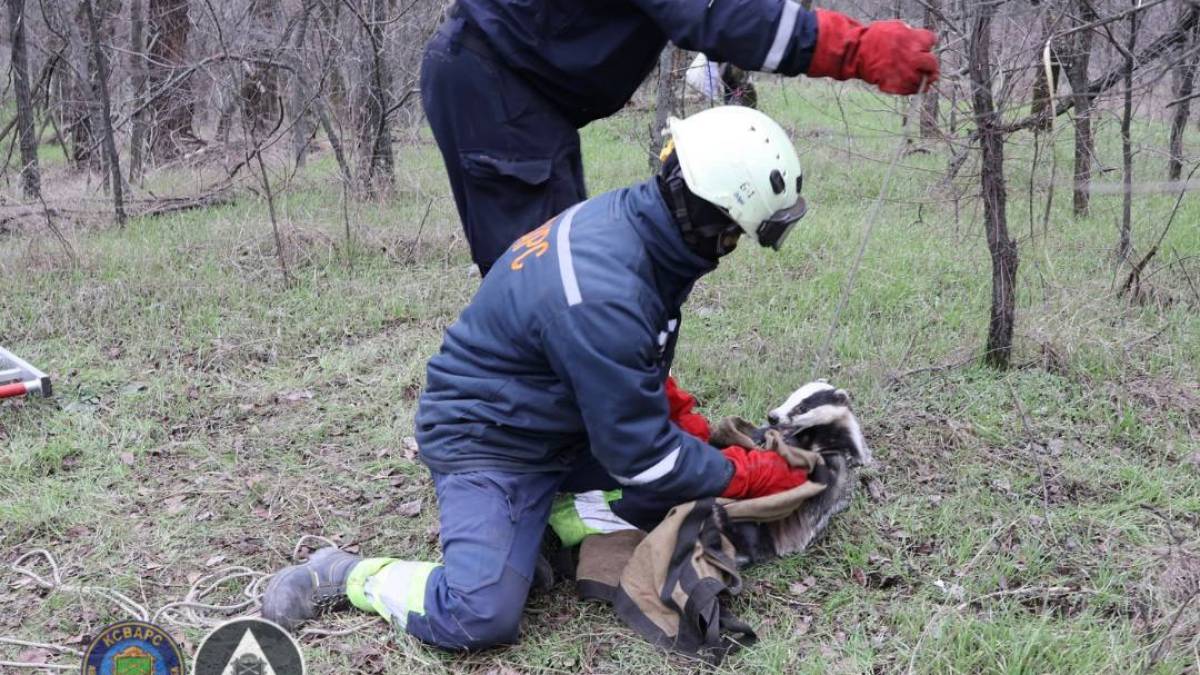 У Запоріжжі з каналізації врятували борсука