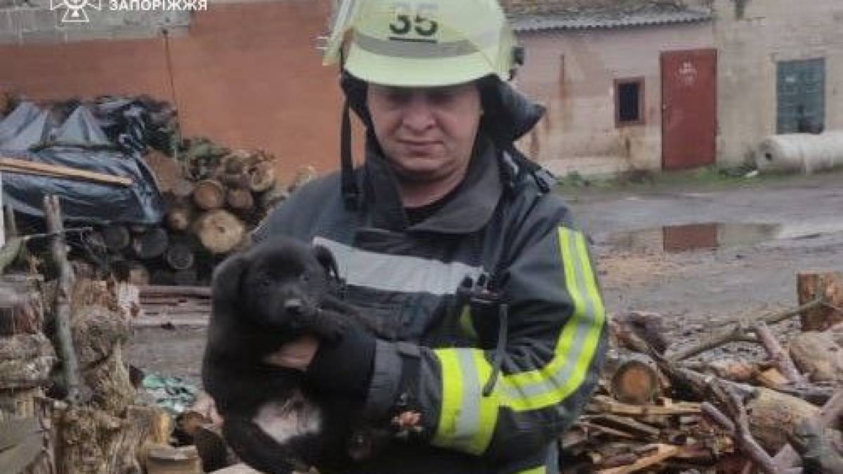 Запорізькі рятувальники дістали цуценя з ями