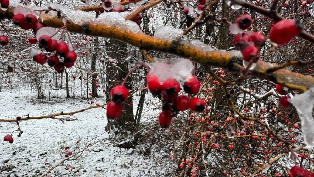 Якою буде погода на вихідні у Запоріжжі та області: детальний прогноз синоптиків
