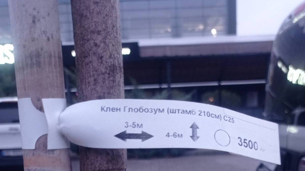 В Запоріжжі висаджують дерева з цінниками