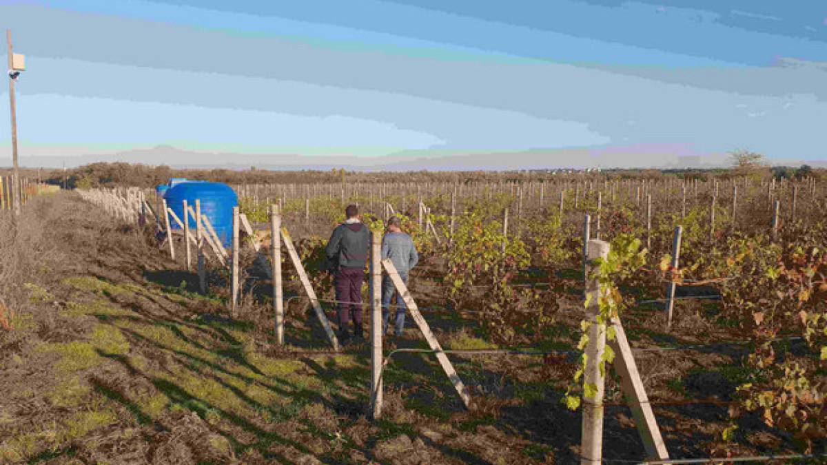 Що нового очікує українських виноградарів вже з наступного року