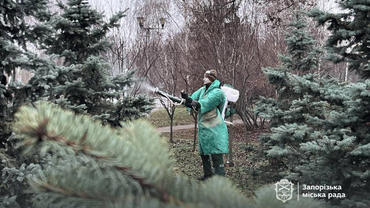 У Запоріжжі ялинки обробляють хімікатами, щоб захистити від вандалів