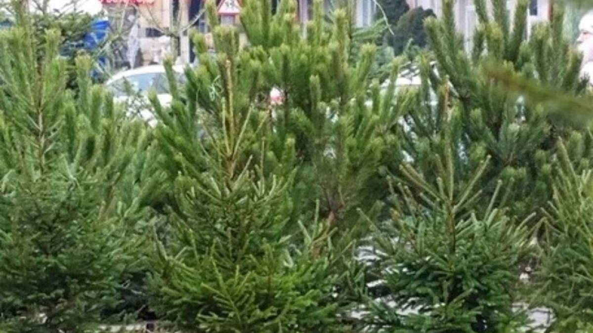 У Запоріжжі перевірили ялинкові базари