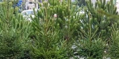 У Запоріжжі перевірили ялинкові базари