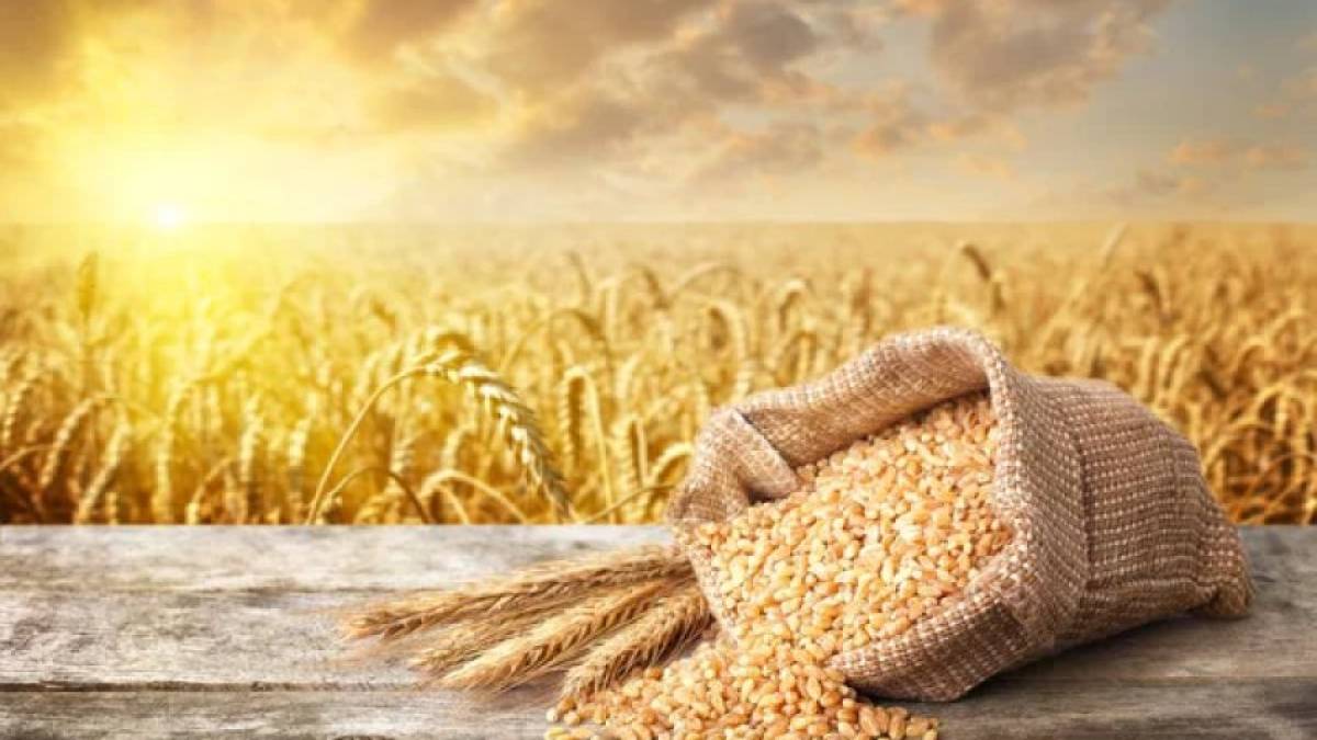 Україна завершила збір врожаю-2025: країна стала другим виробником зерна за обсягами у ЄС
