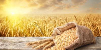 Україна завершила збір врожаю-2025: країна стала другим виробником зерна за обсягами у ЄС