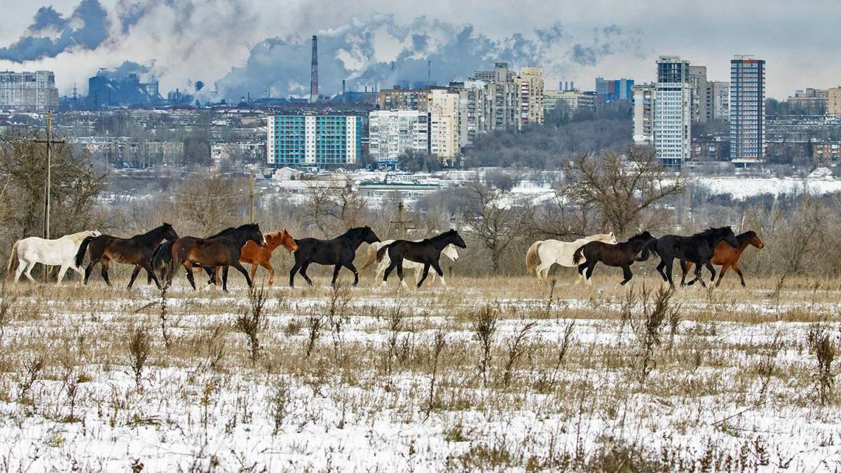 В об’єктиві коні на Хортиці: між ними й червоний