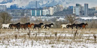 В об’єктиві коні на Хортиці: між ними й червоний