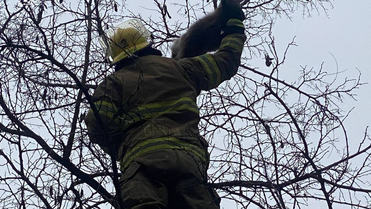У Запоріжжі надзвичайники врятували Мусю — кадри
