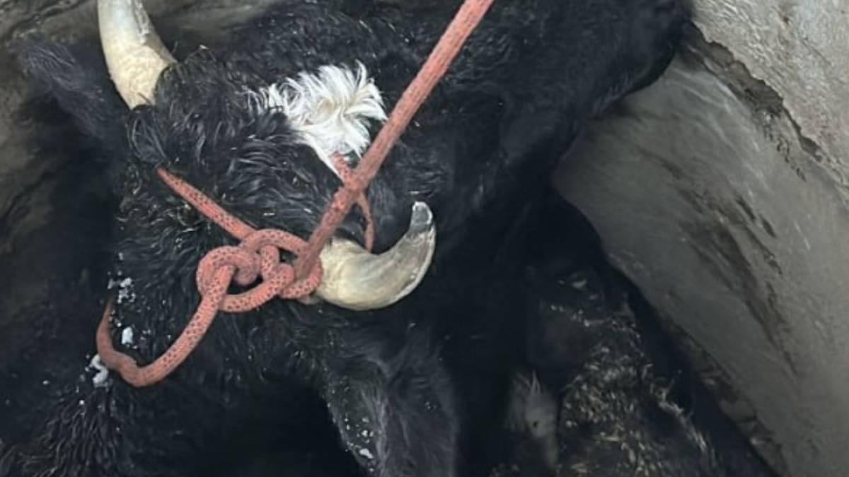 У Запоріжжі рятувальники діставали корову з колодязя (відео)
