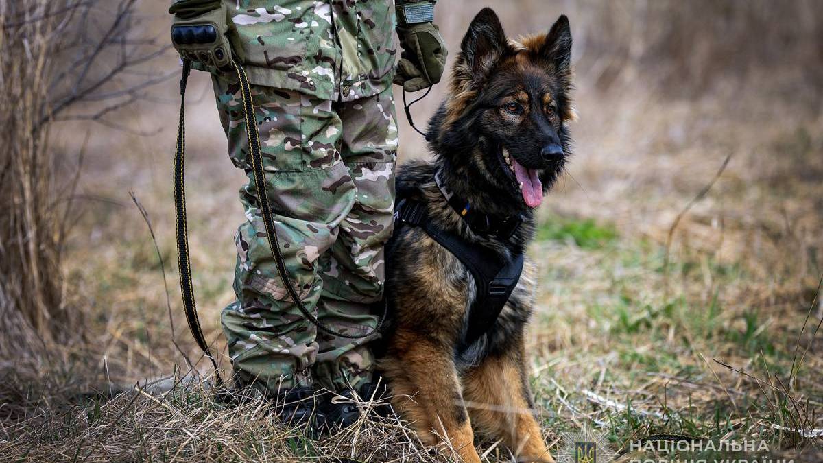 Як службові собаки допомагають поліцейським Запорізької області
