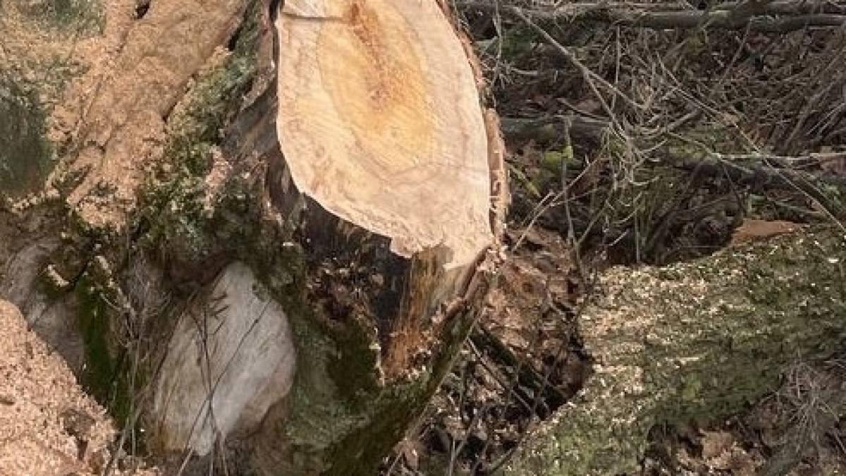 У Широківській  громаді незаконно рубали дерева