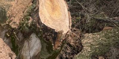 У Широківській  громаді незаконно рубали дерева